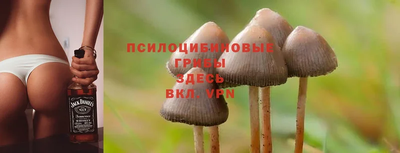 наркотики  Белоозёрский  Псилоцибиновые грибы Psilocybe 